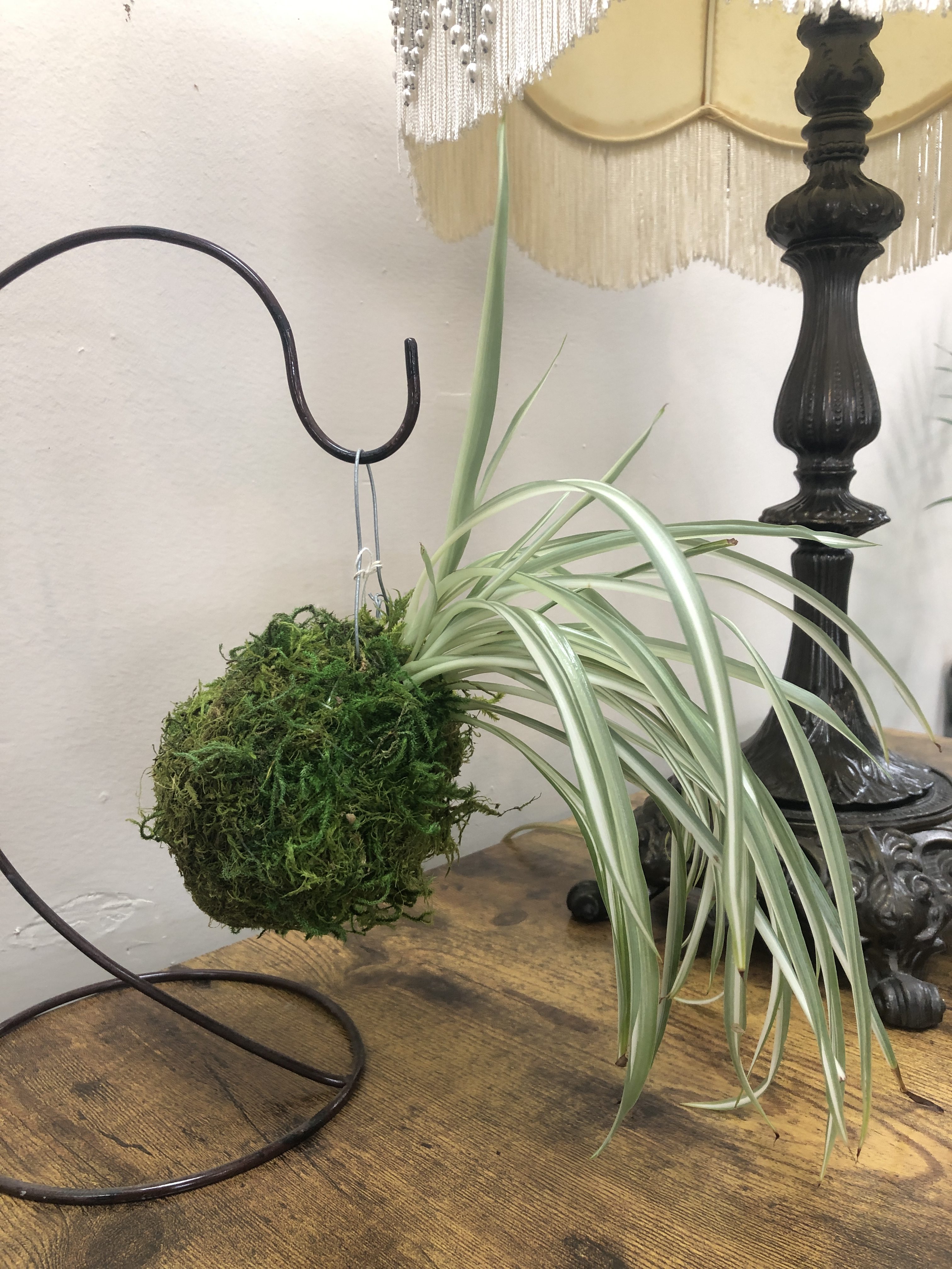 kokedama spider plant