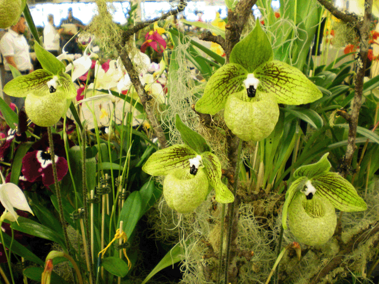 orchids
