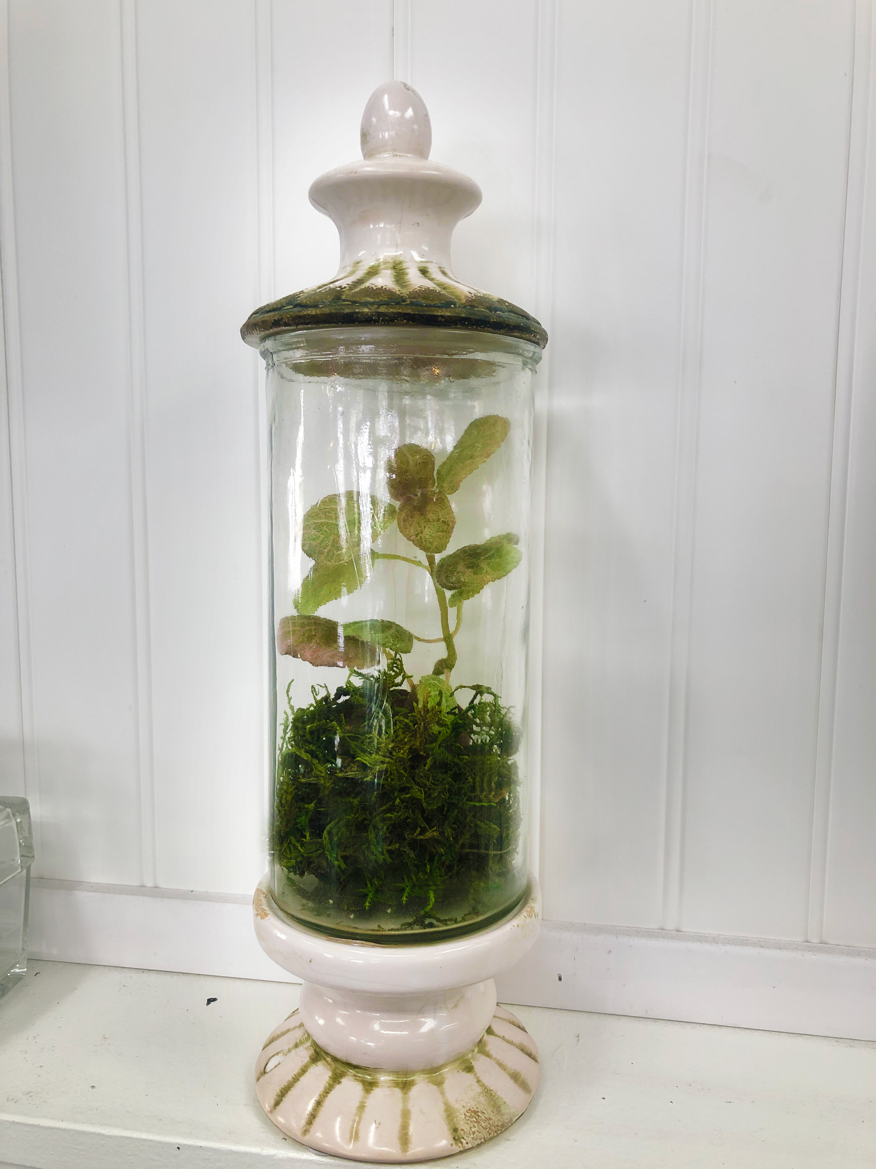 terrarium