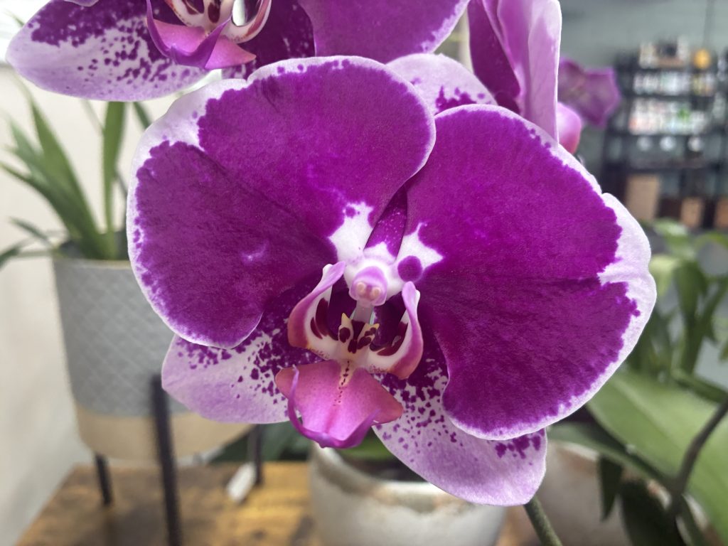 Phalaenopsis orchid