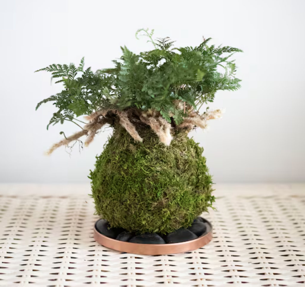 kokedama