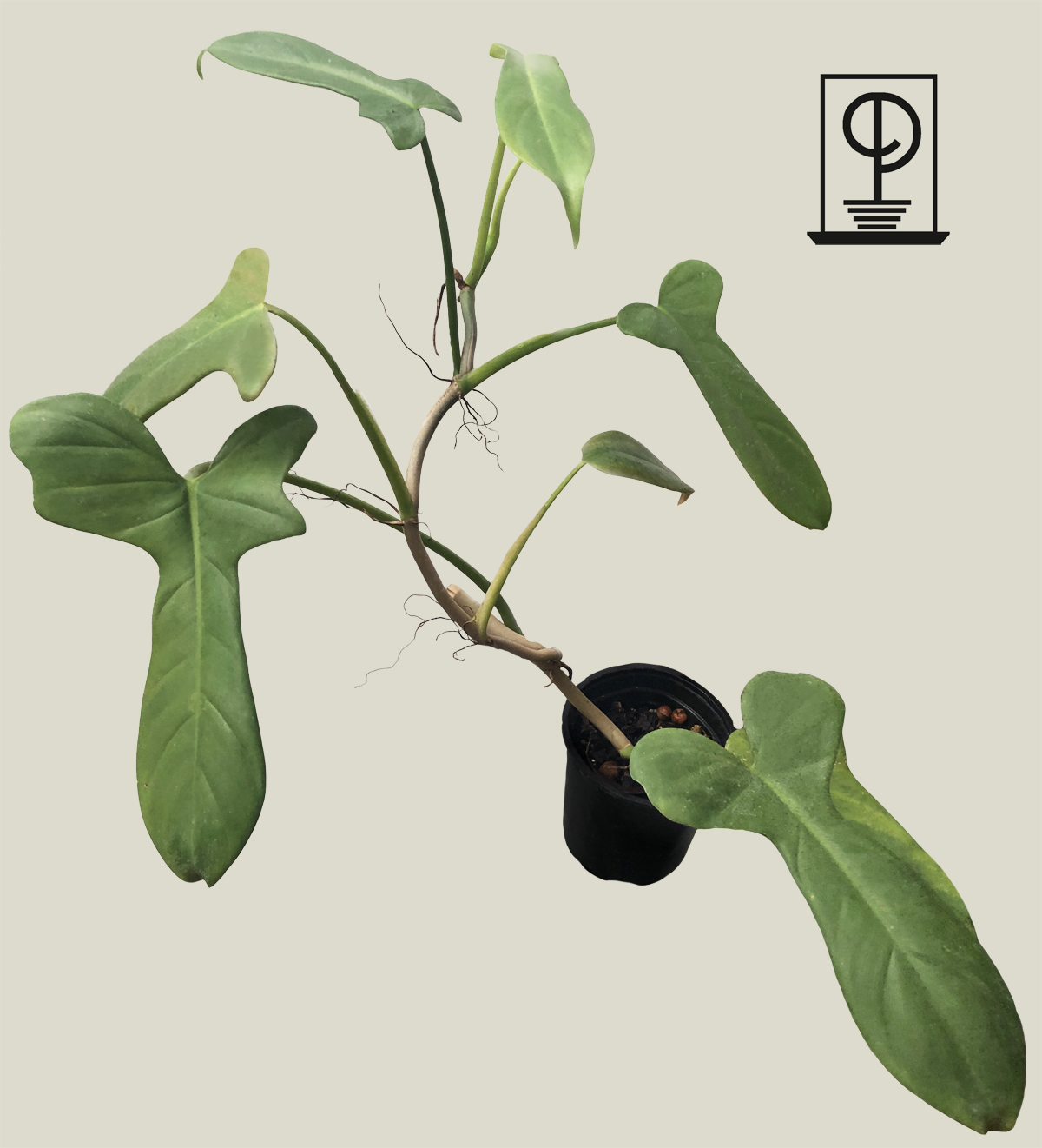 Philodendron bipennifolium