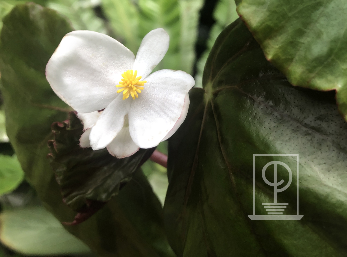 Begonia Fernando-Costae