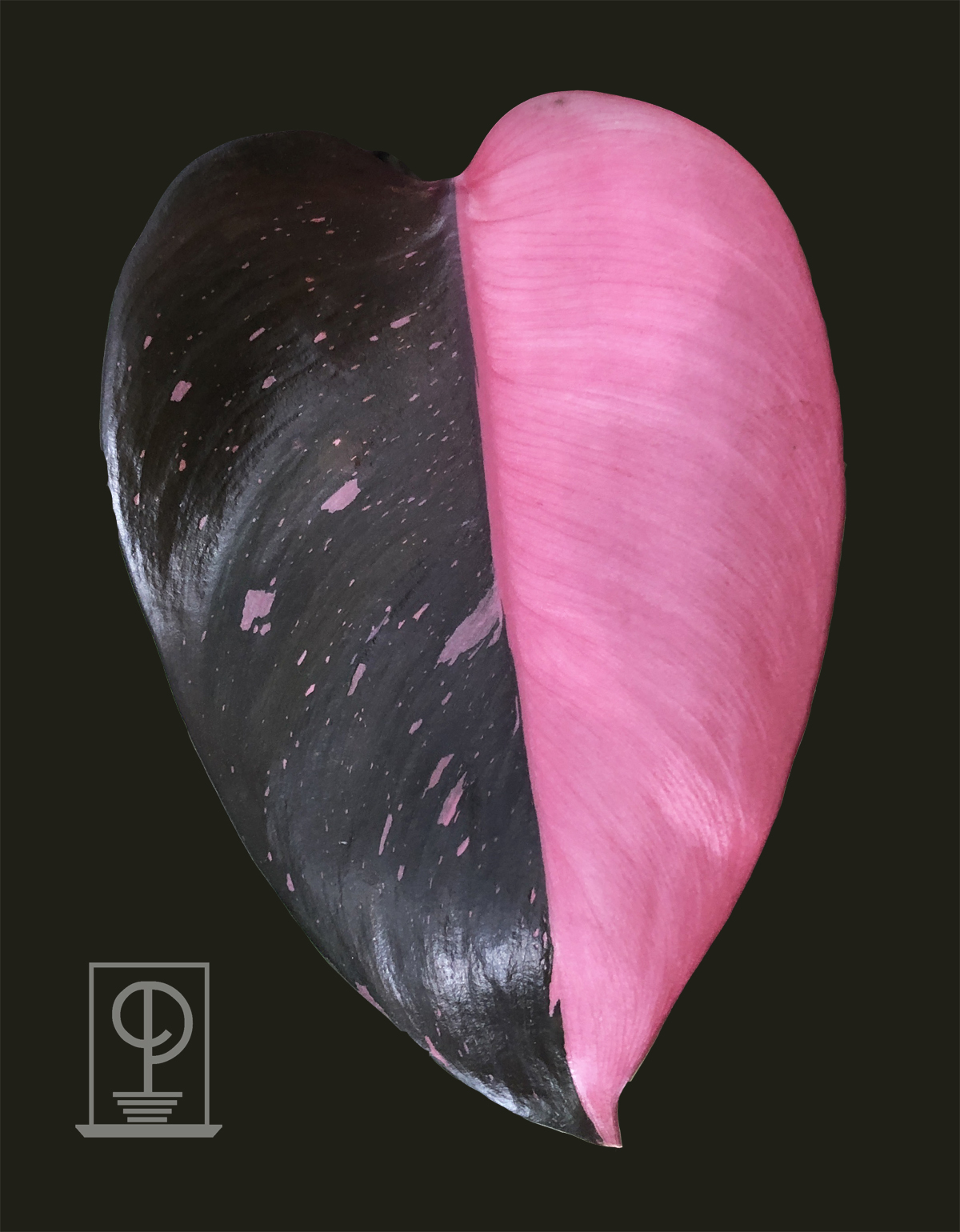 Philodendron erubescens