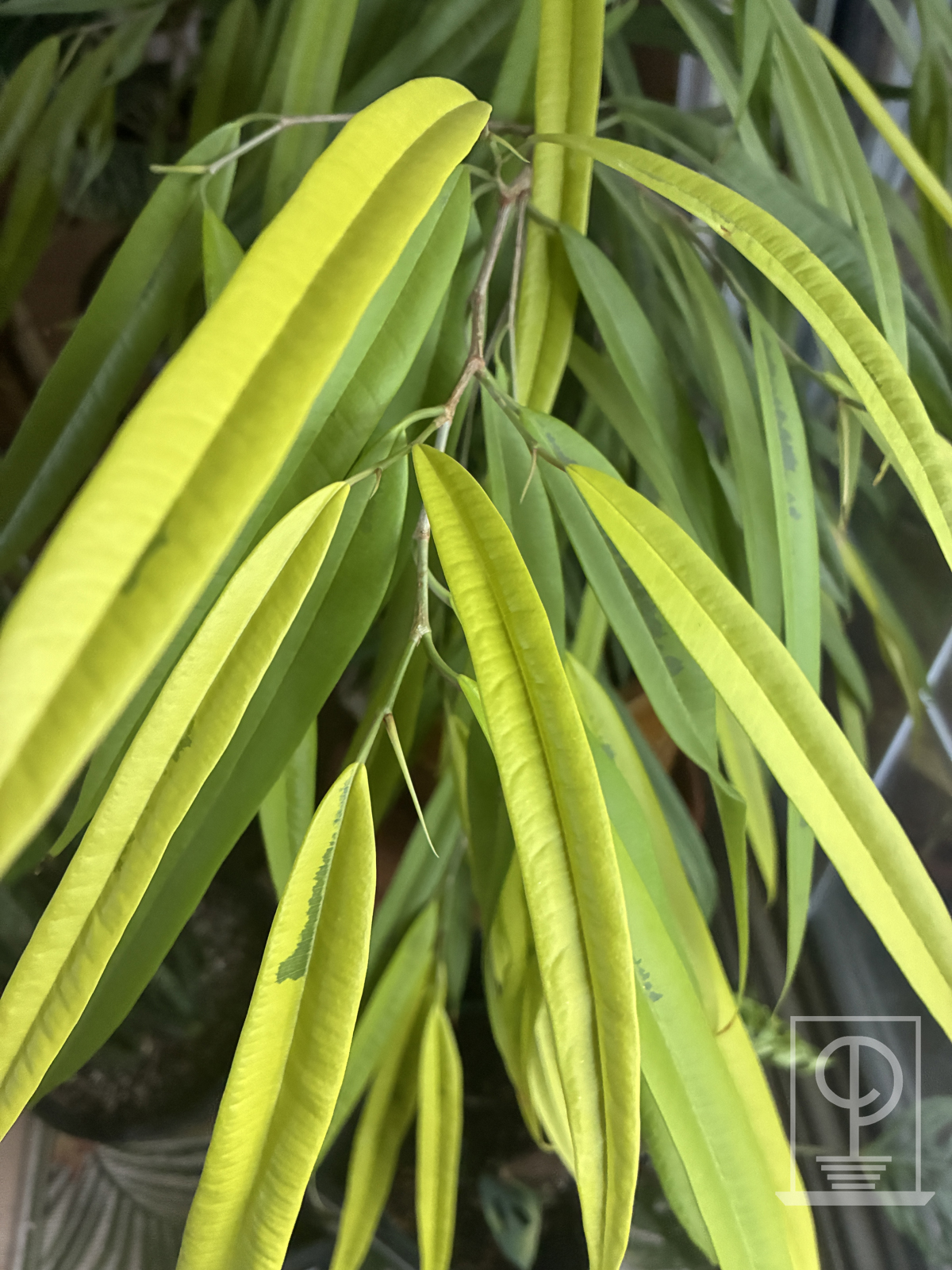 Ficus maclellandii variegated