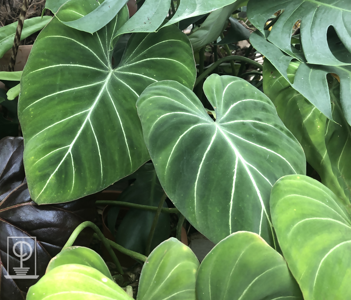 Philodendron gloriosum