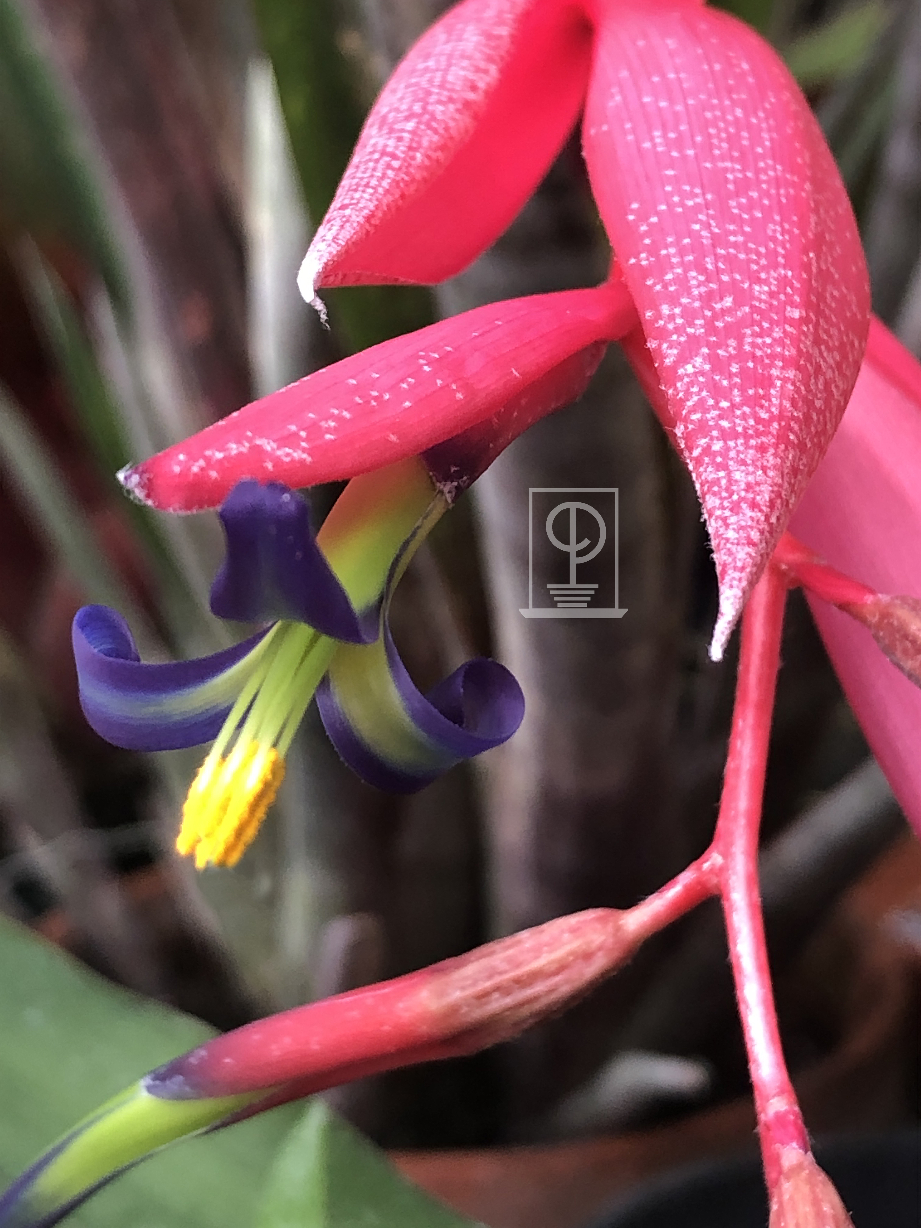 Billbergia