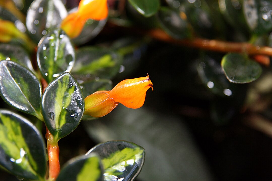 By Photo by David J. Stang - source: David Stang. First published at ZipcodeZoo.com, CC BY-SA 4.0, https://commons.wikimedia.org/w/index.php?curid=61203915