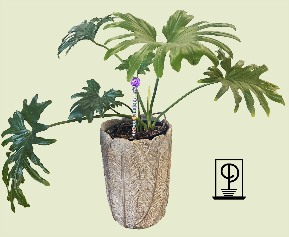 Philodendron Sellom