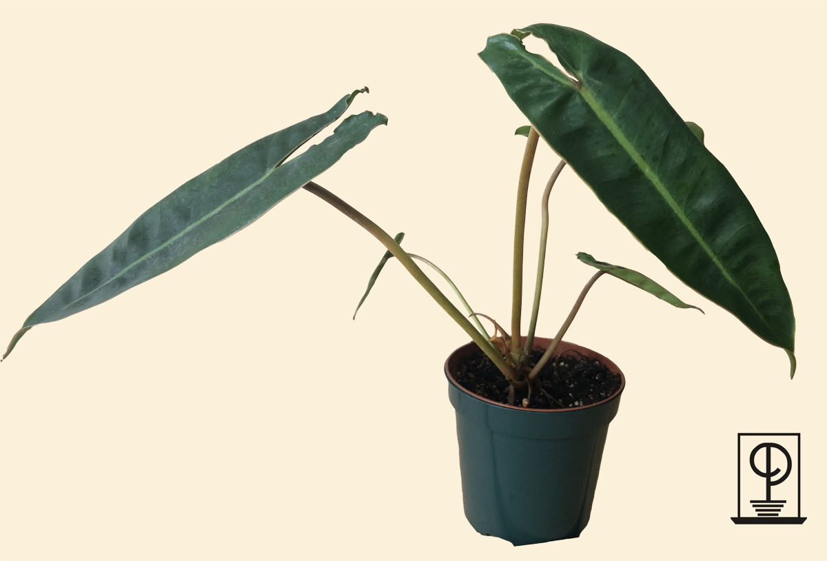 Philodendron billietiae