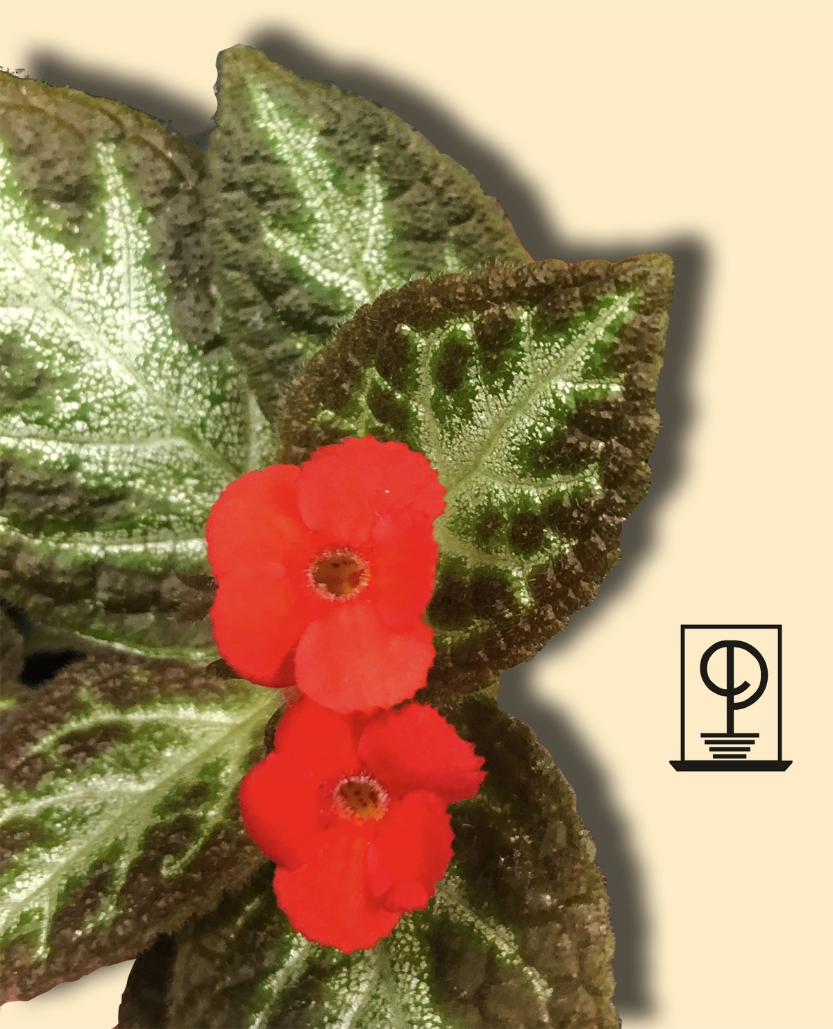 Episcia