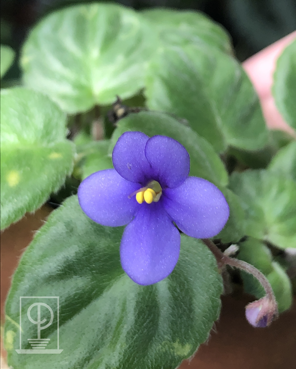 African Violet