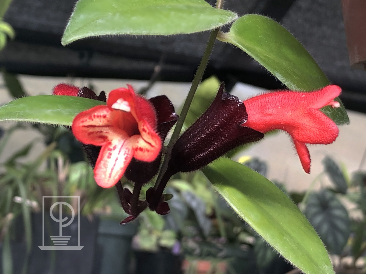 Aeschynanthus