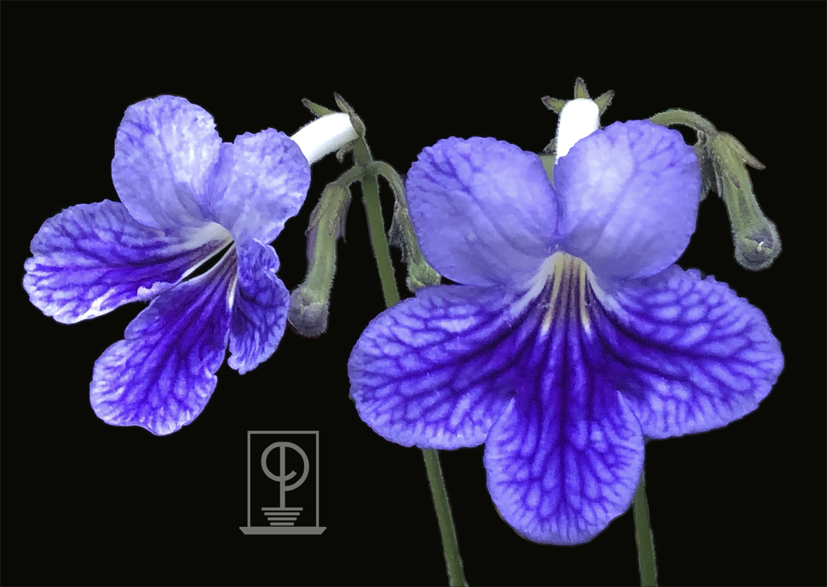Streptocarpus
