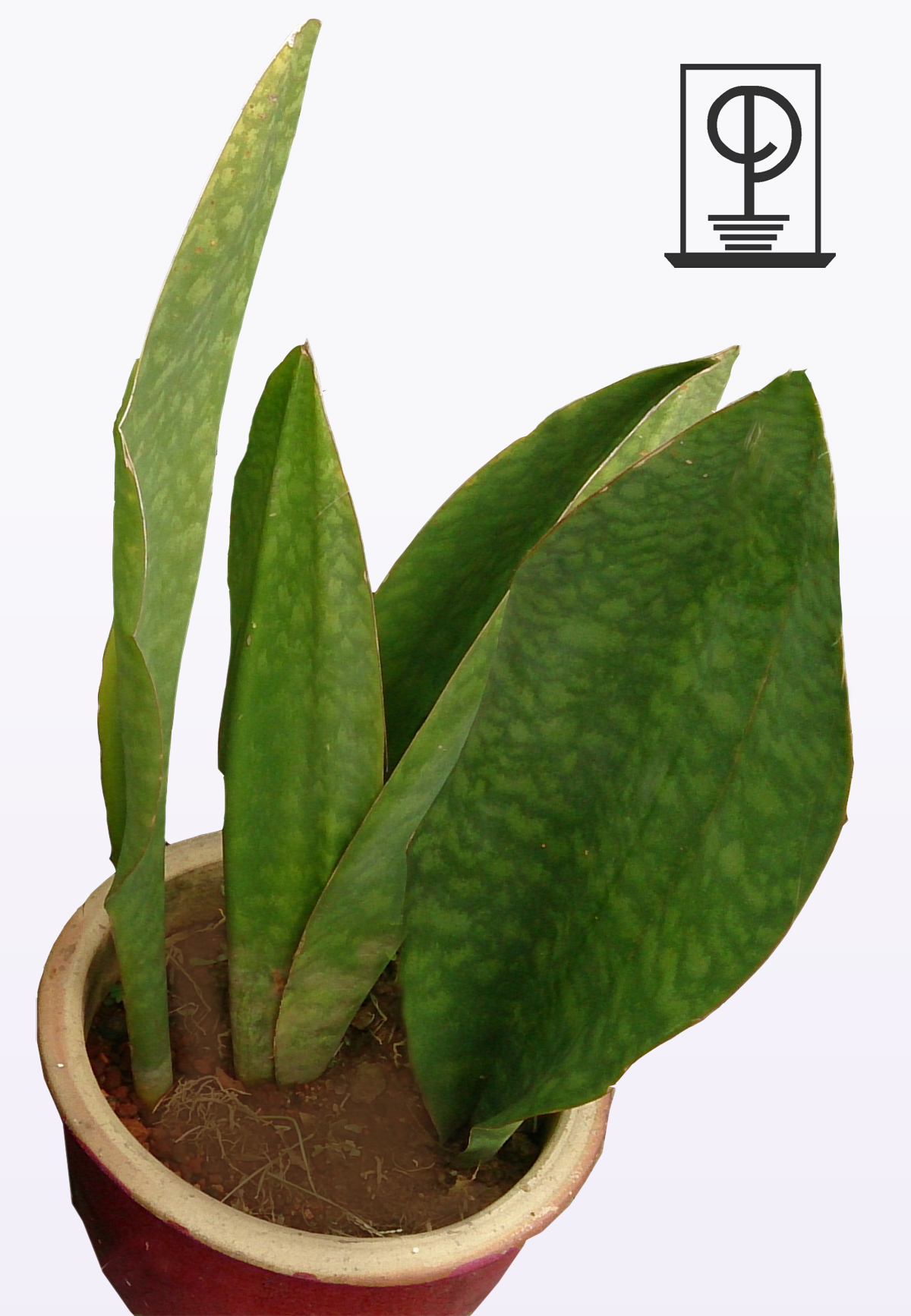 Sansevieria masoniana