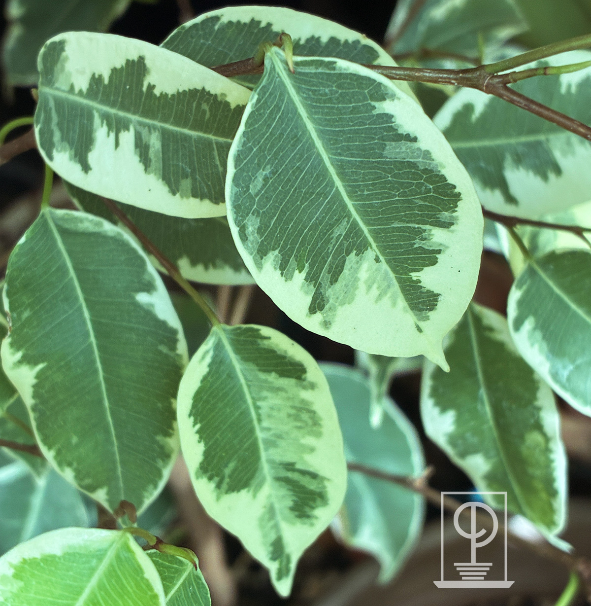 Ficus benjamina