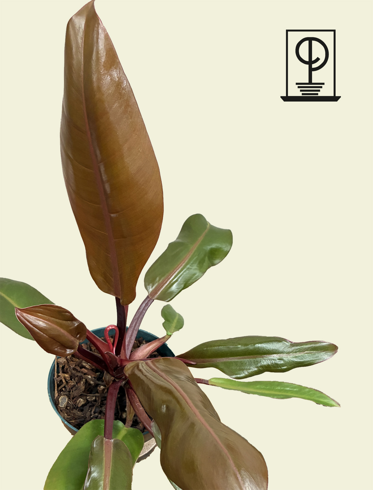 Philodendron Red Congo