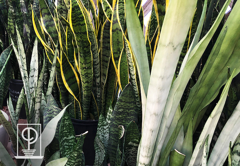 Sansevieria trifasciata