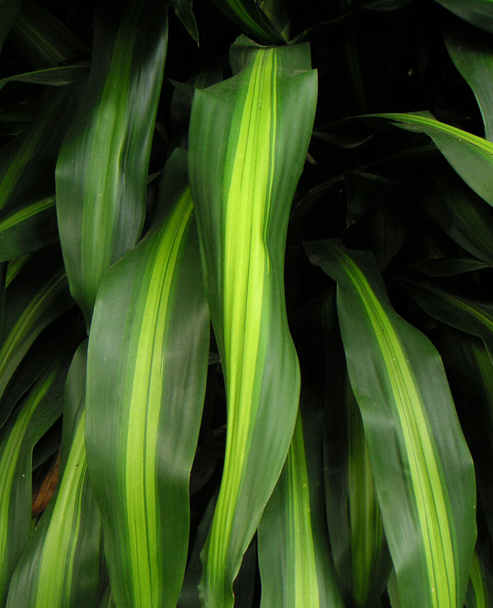 Dracaena fragrans