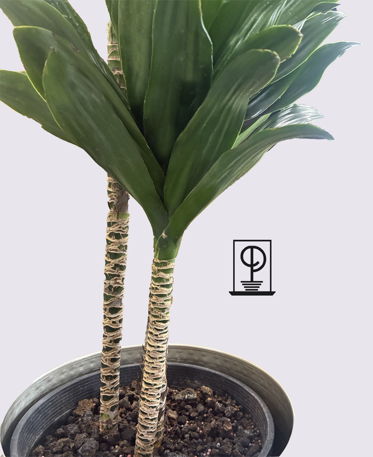 Dracaena deremensis