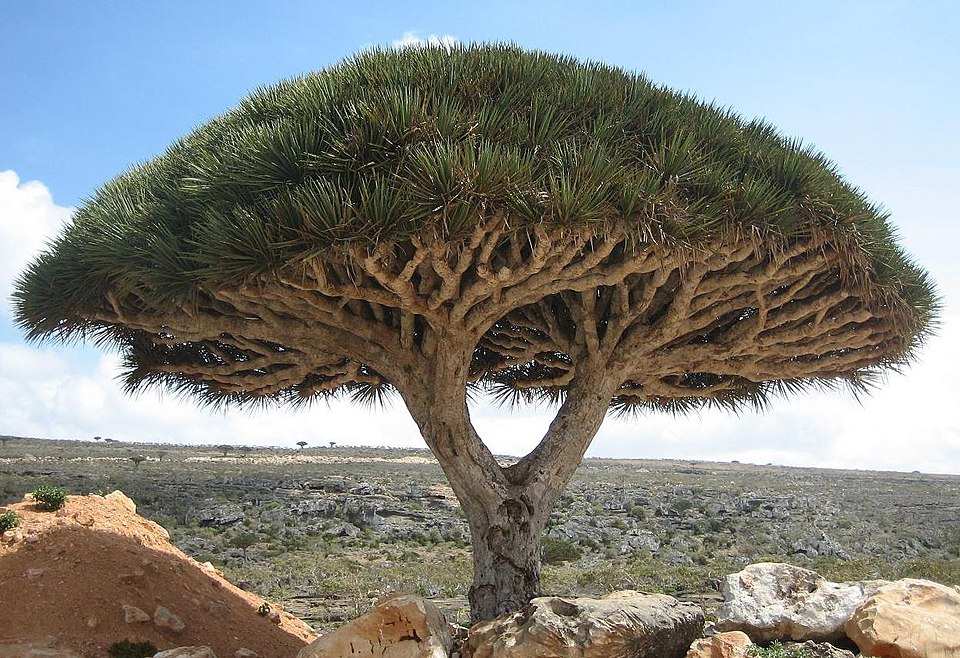 Socotra