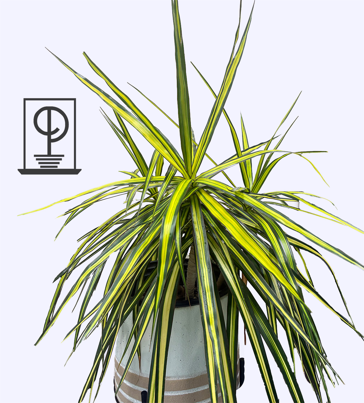 Dracaena marginata