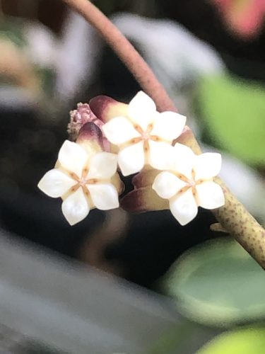 Hoya callistophylla