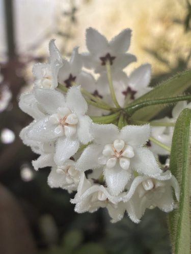 Hoya thomsonii