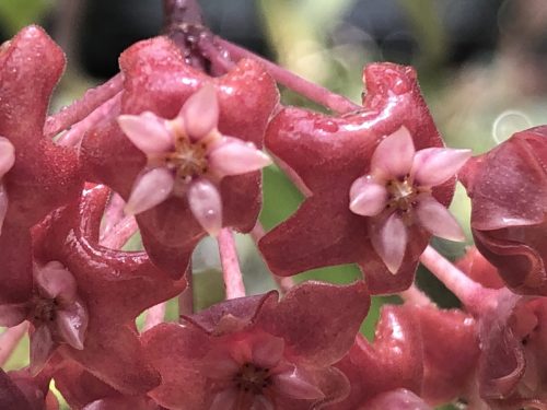 Hoya ilagiorum