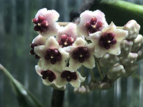 Hoya kerrii