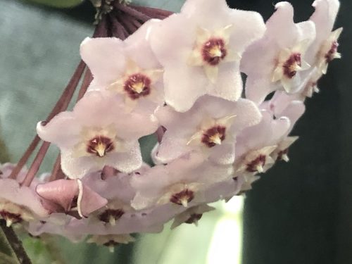 Hoya fungii