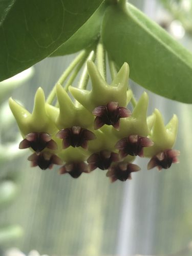 Hoya densifolia