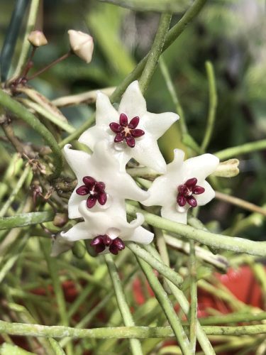 Hoya retusa