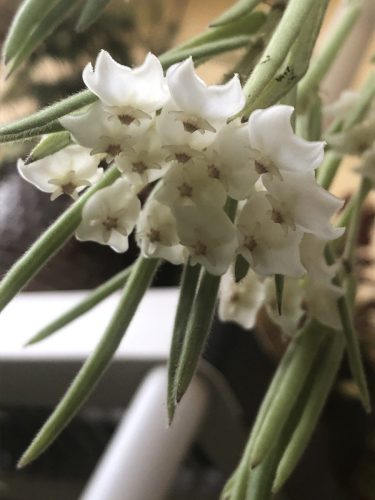 Hoya linearis