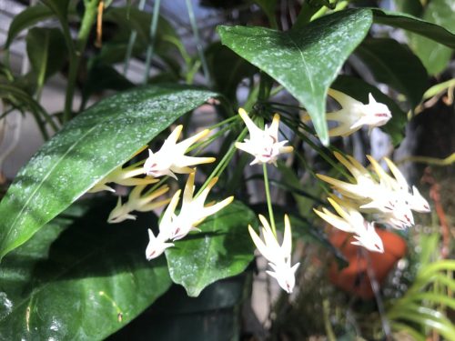 Hoya multiflora
