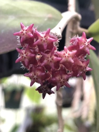 Hoya mindorensis