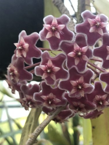 Hoya pubicalyx ‘splash’