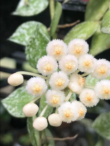 Hoya krohniana ‘Eskimo’