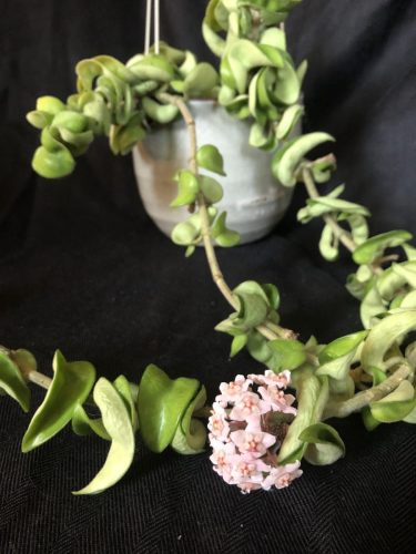 Hoya carnosa Hindu Rope