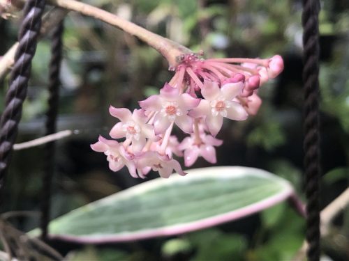 Hoya macrophylla variegata