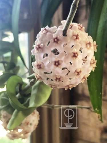 Hoya carnosa var. compacta (krinkle)