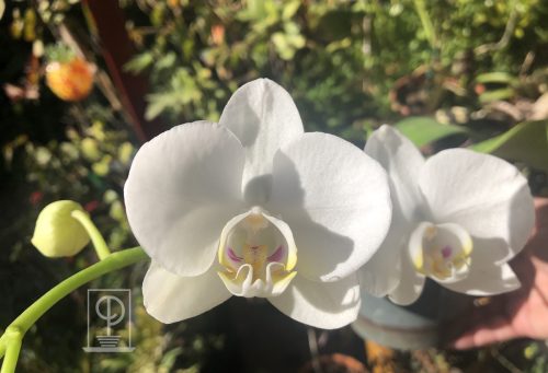 Phalaenopsis amabilis
