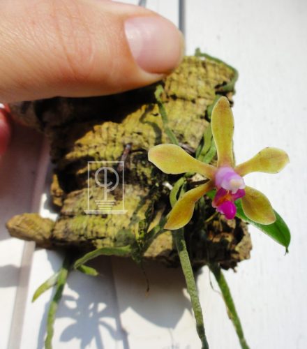 Phalaenopsis braceana