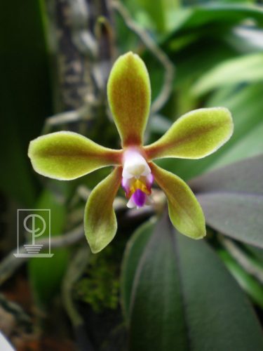Phalaenopsis bractescens