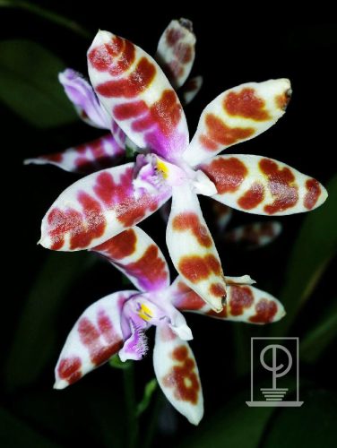 Phalaenopsis mariae