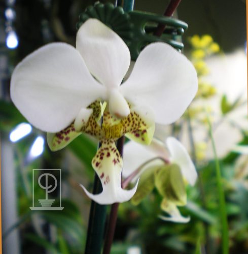 Phalaenopsis stuartiana