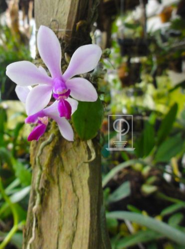 Phalaenopsis wilsonii