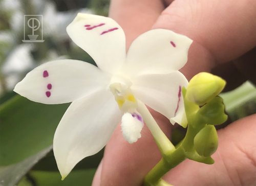 Phalaenopsis tetraspis