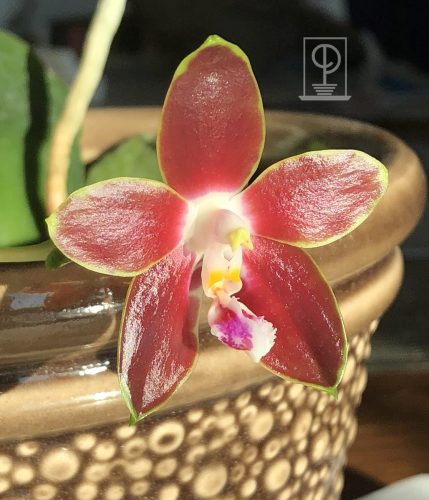 Phalaenopsis venosa