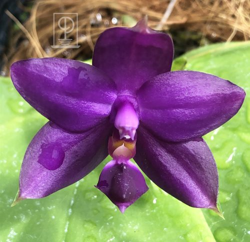 Phalaenopsis violacea indigo